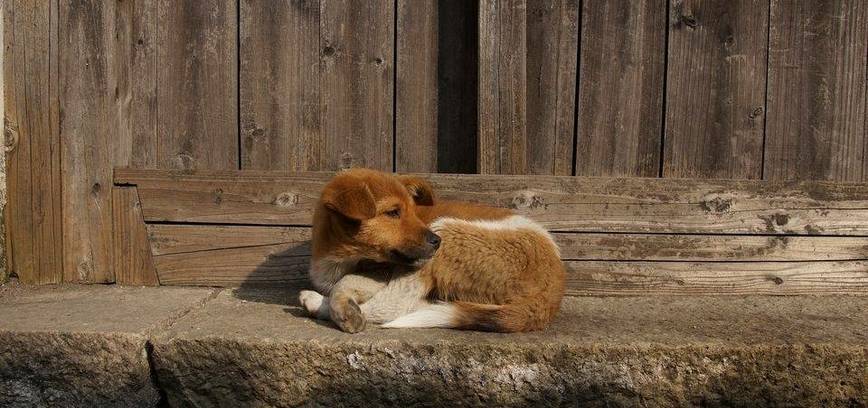 Beglobių gyvūnų paramos vakaras Utenoje