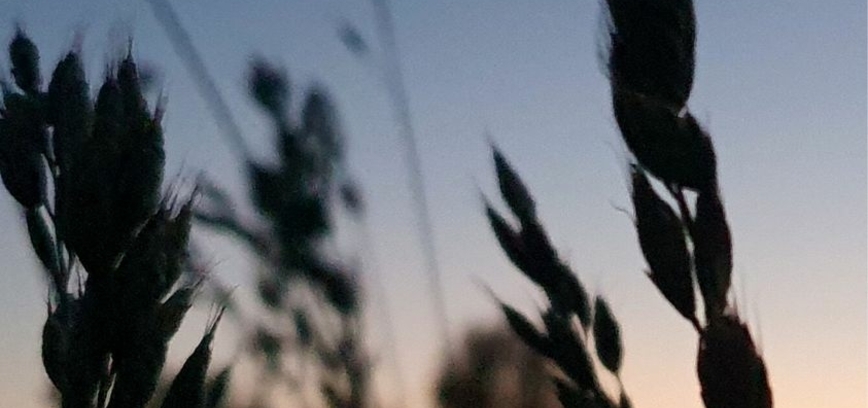 Zitos Indriūnienės darbų paroda „...iš šiaudo...“