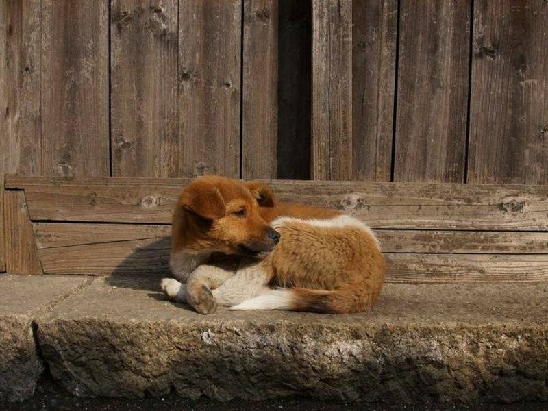 Beglobių gyvūnų paramos vakaras Utenoje