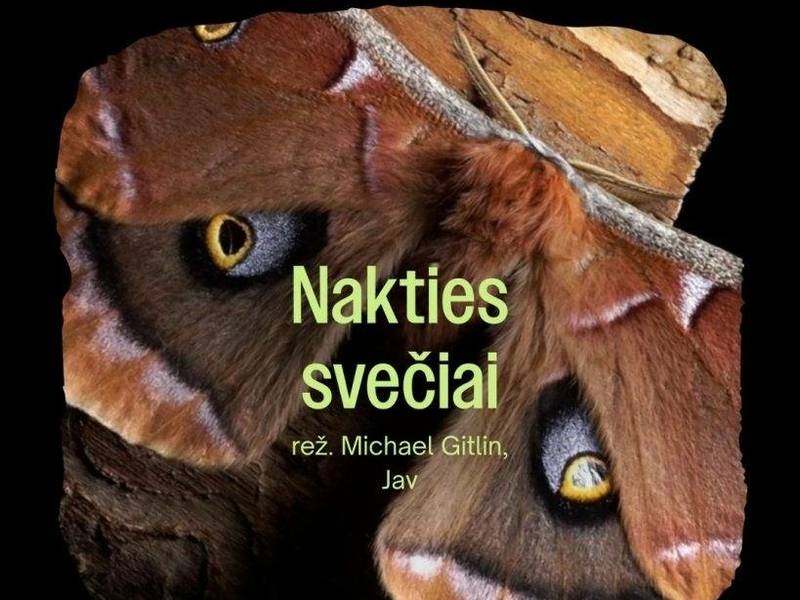 Dokumentinis filmas NAKTIES SVEČIAI