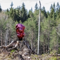 Remigijaus Kriuko (stiklas) ir Indrės Stulgaitės-Kriukienės (fotografija) paroda „Miško dvasios“