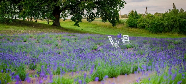 Photo session in lavender field